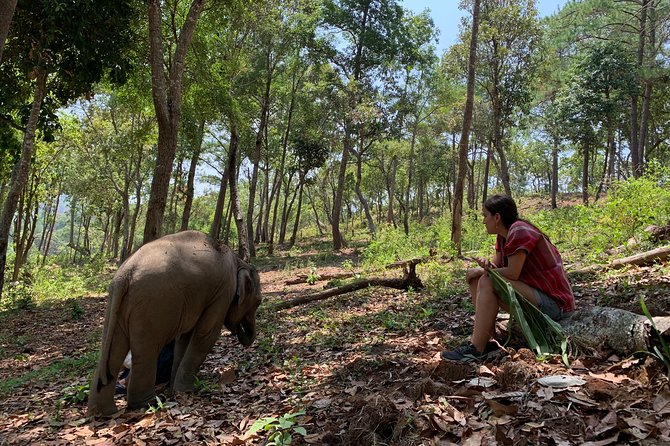 Care Pride Elephants: Full-Day Tour Experience - Quick hits for your elephant-care day