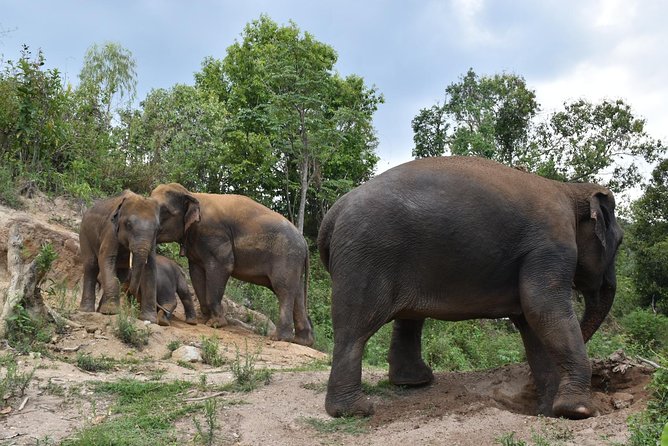 Care Pride Elephants: Full-Day Tour Experience - Care Pride Elephants at Elephant Pride Sanctuary: what the setting changes