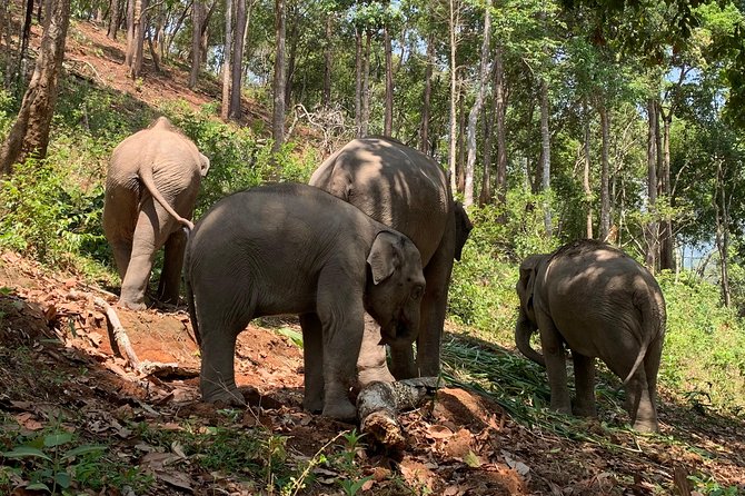 Care Pride Elephants: Full-Day Tour Experience - Meet the family and your guides: English support and real care talk