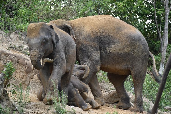 Care Pride Elephants: Full-Day Tour Experience - Lunch, water, and the small comforts you will be glad you have