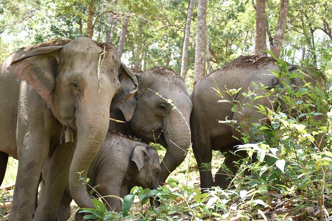 Care Pride Elephants: Full-Day Tour Experience - Ethics and the non-riding choice: what to look for in a good elephant experience