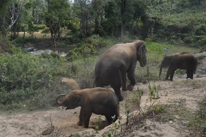 Care Pride Elephants: Full-Day Tour Experience - Your day with the elephants: feeding, walking, mud, and river rinse