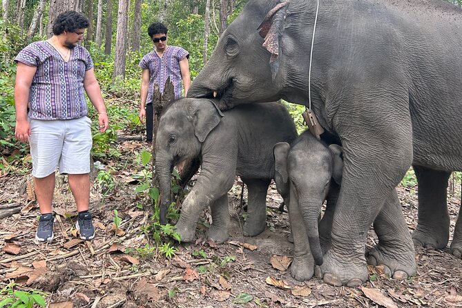 Chiang Mai 1 Day: Elephant Sanctuary, Waterfall & Bamboo Rafting - Why this Chiang Mai day feels like value at $77.99