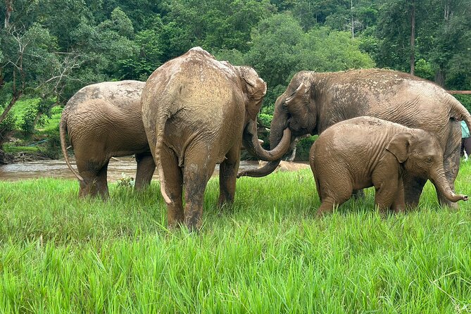 Chiang Mai 3 in 1 Zipline, Elephants and Sticky Waterfall - Lunch that keeps the energy up for the sticky waterfall