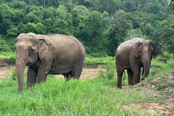 Chiang Mai 3 in 1 Zipline, Elephants and Sticky Waterfall - What to bring for a day that mixes zipline, elephants, and water