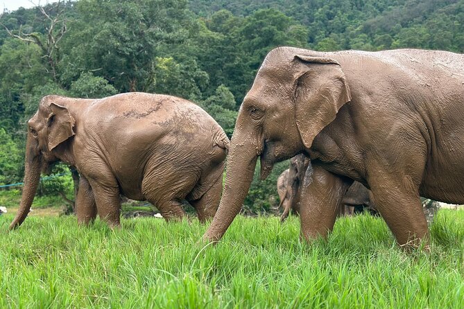 Chiang Mai 3 in 1 Zipline, Elephants and Sticky Waterfall - Who this tour suits best, and who should think twice