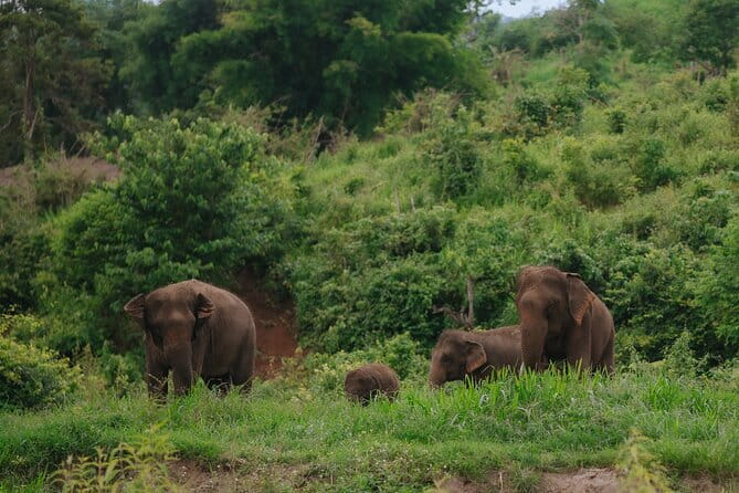 Chiang Mai 4 in 1 : 2 days - 1 Nights. Elephants Camp + Adventure - Why This Chiang Mai Elephant Camp Adventure Feels Different