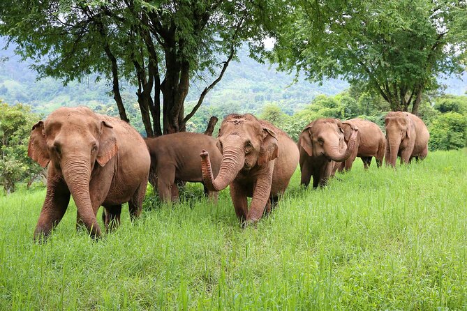 Chiang Mai ATV White Water Rafting and Elephant Sanctuary Full-Day Trip - ATV-ing Near Ban Kang Kud Village: Rice Fields, Mountain Views, and a Real Ride