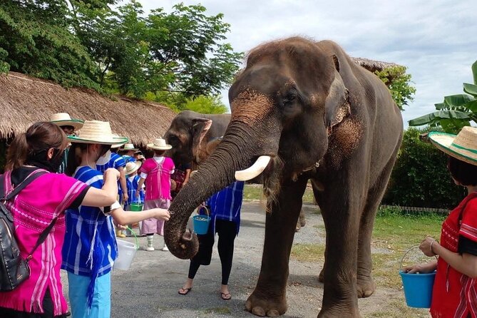 Chiang Mai Chapulin Elephant Care and Sticky Waterfall - Key Highlights You Should Care About