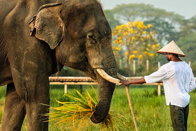 Chiang Mai Chapulin Elephant Care and Sticky Waterfall - Elephant Bath and Play Time: Wet Fun With a Real Purpose