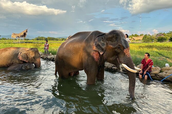 Chiang Mai Chapulin Elephant Care and Sticky Waterfall - Optional Add-On: Sticky Waterfall (Bua Tong) in the Same Day