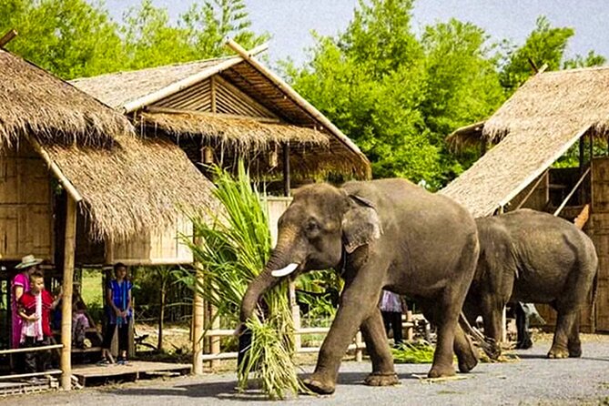Chiang Mai Chapulin Elephant Care and Sticky Waterfall - Price and Value: What $38.72 Covers (and Why It’s Not Just Cheap)
