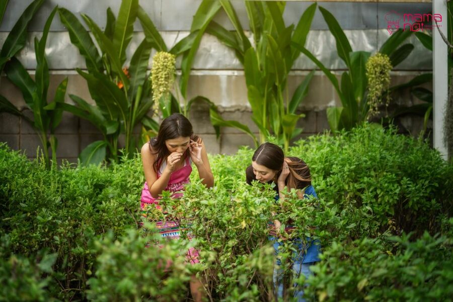 Chiang Mai: Cooking Class with Organic Farm at Mama Noi - Price and value: is $32 really fair?