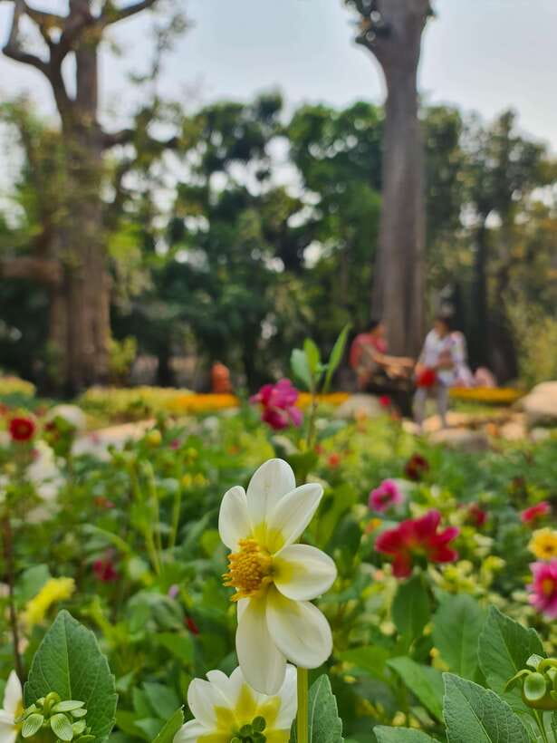 Chiang Mai: Dantewada Land of Angels & Sticky Waterfall Tour - Who should book this tour
