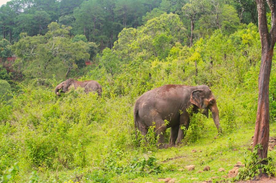 Chiang Mai: Day for Elephant Observation Only Half-day Trip - Key Highlights You Will Actually Notice