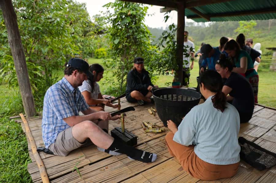 Chiang Mai: Day for Elephant Observation Only Half-day Trip - Vitamin Balls, Habitat Care, and Stories About Real Care