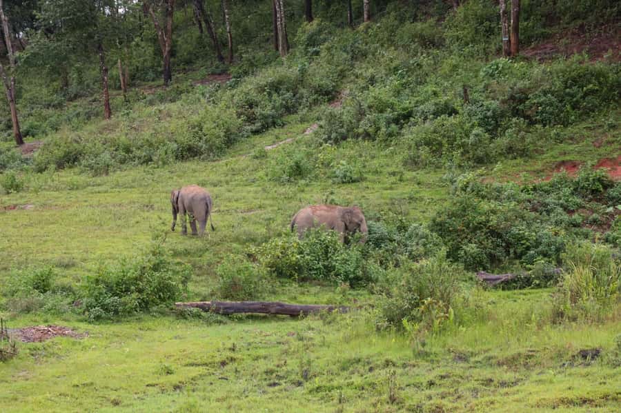 Chiang Mai: Day for Elephant Observation Only Half-day Trip - Pad Thai Cooking Workshop and Lunch in the Right Order