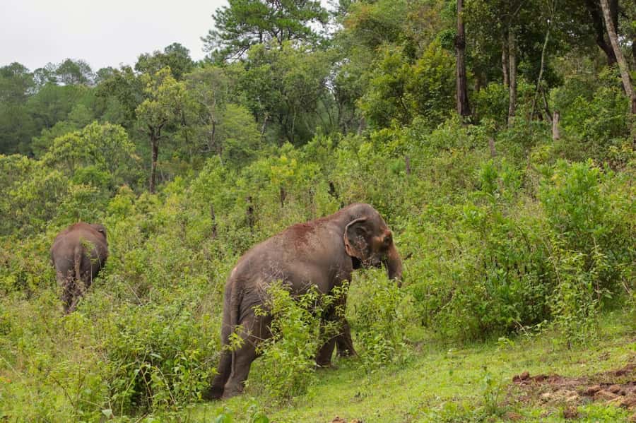 Chiang Mai: Day for Elephant Observation Only Half-day Trip - What to Bring, What Not to Do, and Comfort Tips