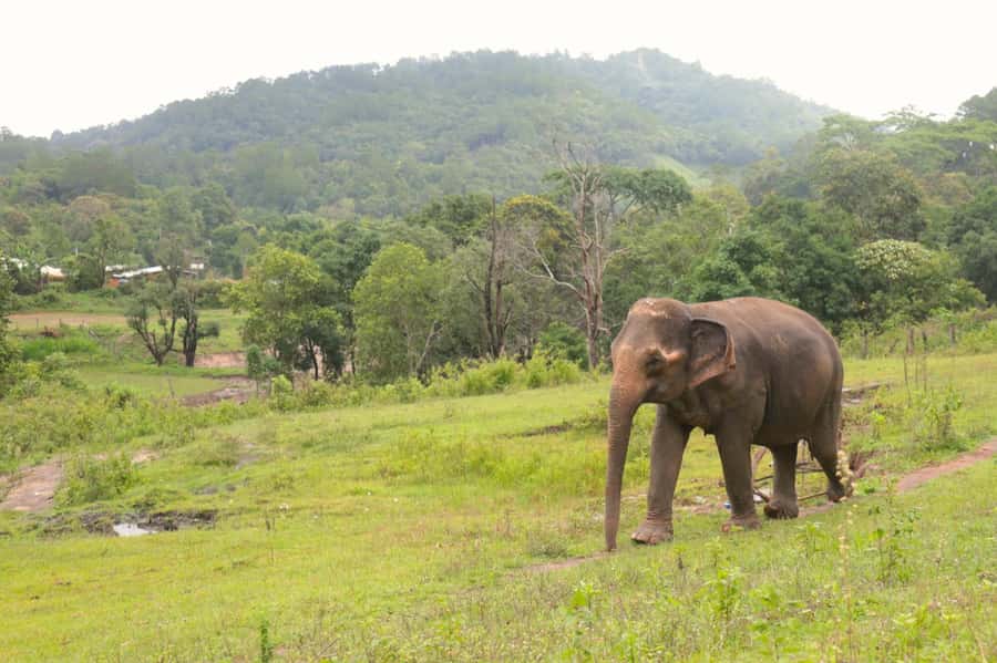 Chiang Mai: Day for Elephant Observation Only Half-day Trip - Who This Tour Suits Best in Chiang Mai