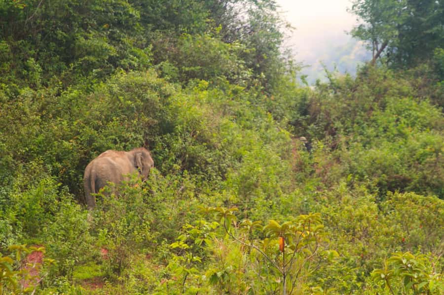 Chiang Mai: Day for Elephant Observation Only Half-day Trip - Morning or Afternoon Pickup, and What the 6 to 7 Hours Really Means