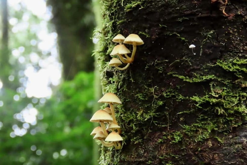 Chiang Mai: Doi Inthanon National Park and Kew Mae Pan Tour - Lunch and the hill-tribe market pause
