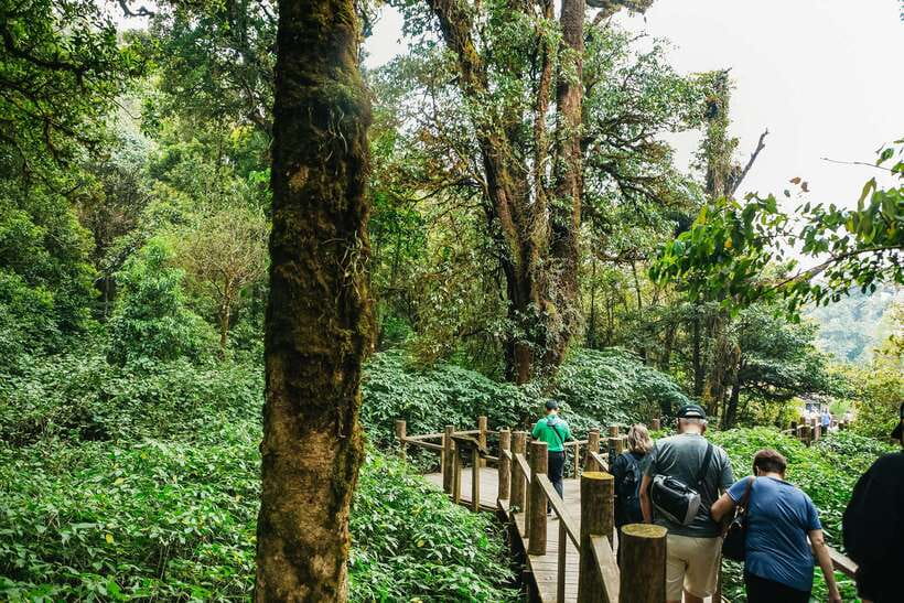 Chiang Mai: Doi Inthanon National Park Eco-Friendly Tour - Ang Ka Nature Trail: a short boardwalk that still feels worth it