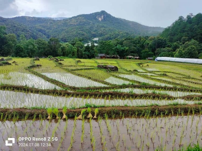 Chiang Mai: Doi Inthanon National Park+Trek Pha Dok Siew - Ban Mae Klang Luang Rice Fields: Seasonal Views You Can Actually See