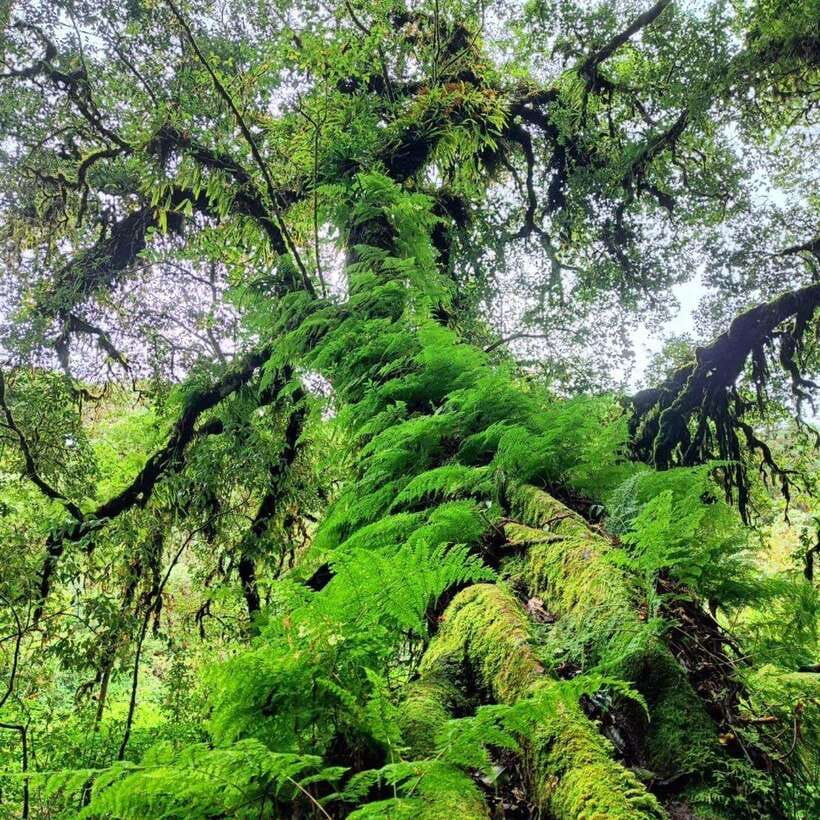 Chiang Mai: Doi Inthanon National Park & Waterfall Day Tour - Ang Ga trail in the forest: short, green, and surprisingly effective