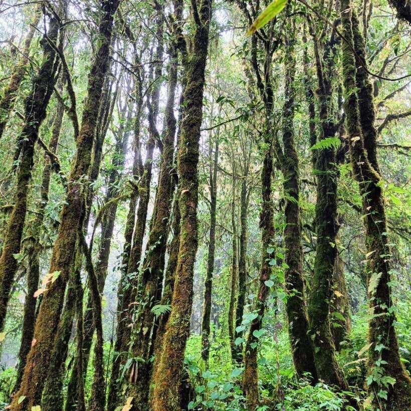 Chiang Mai: Doi Inthanon National Park & Waterfall Day Tour - Mae Klang Luang: Karen hill tribe and terrace rice fields (season matters)
