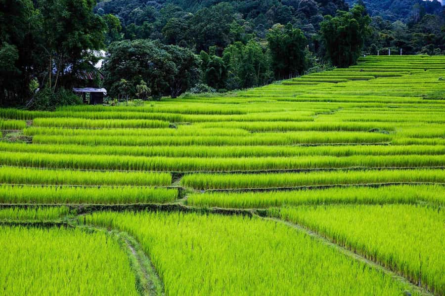 Chiang Mai: Doi Inthanon National Park, Waterfall & Lunch - Karen Village lunch: more than a meal break