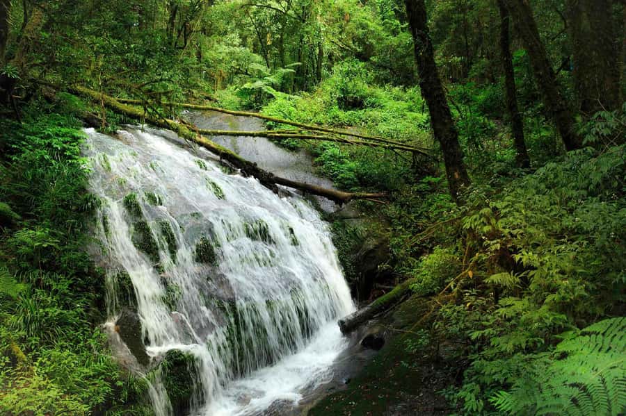 Chiang Mai: Doi Inthanon National Park, Waterfall & Lunch - Morning at the park: clean air and “Roof of Thailand” vibes