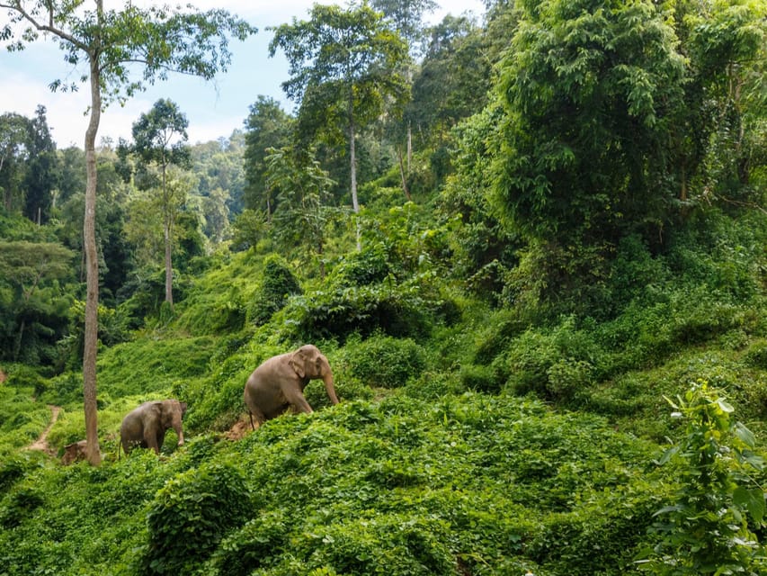 Chiang Mai: Doi Inthanon Park and Pha Dok Siew Trail Trek - Doi Inthanon Summit and Monastery Stop: Quick Views, Real Altitude