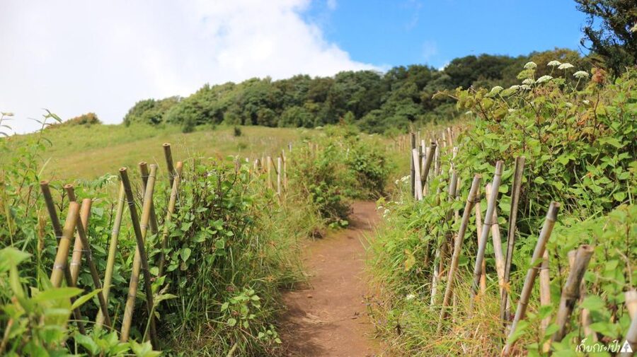 Chiang Mai: Doi Inthanon Park Day Trip with Kiw Mae Pan Hike - Key highlights that make this day trip worth it