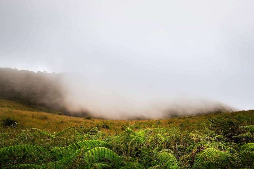Chiang Mai: Doi Inthanon Park Tour & Kew Mae Pan Trail Hike - The Kew Mae Pan Nature Trail Hike: The 2-Hour Challenge