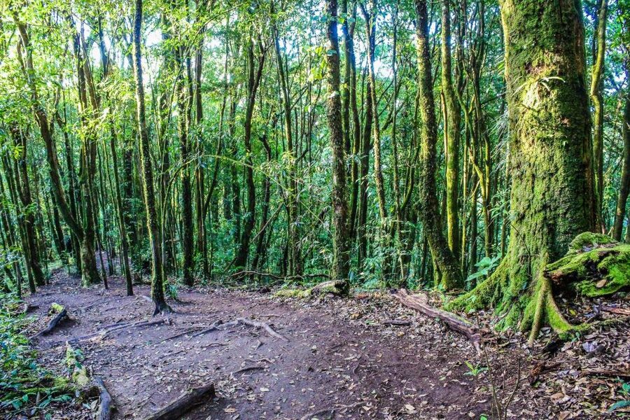 Chiang Mai: Doi Inthanon, Waterfalls, & Tribal Villages Tour - Lunch, Comfort, and the Pace of a 10-Hour Day