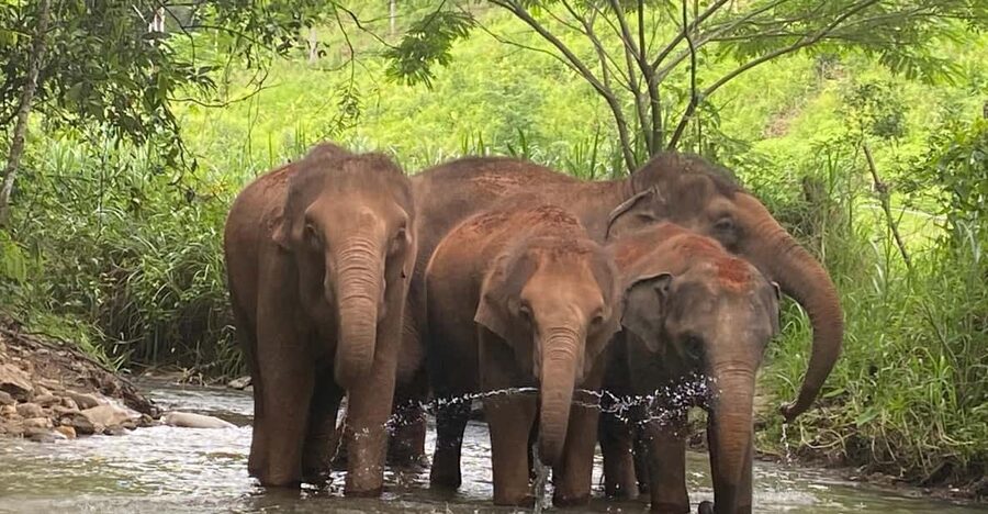 Chiang Mai: Elephant Dream Project Sanctuary - Half-Day - Price and value: why $51 can be a smart ethical pick