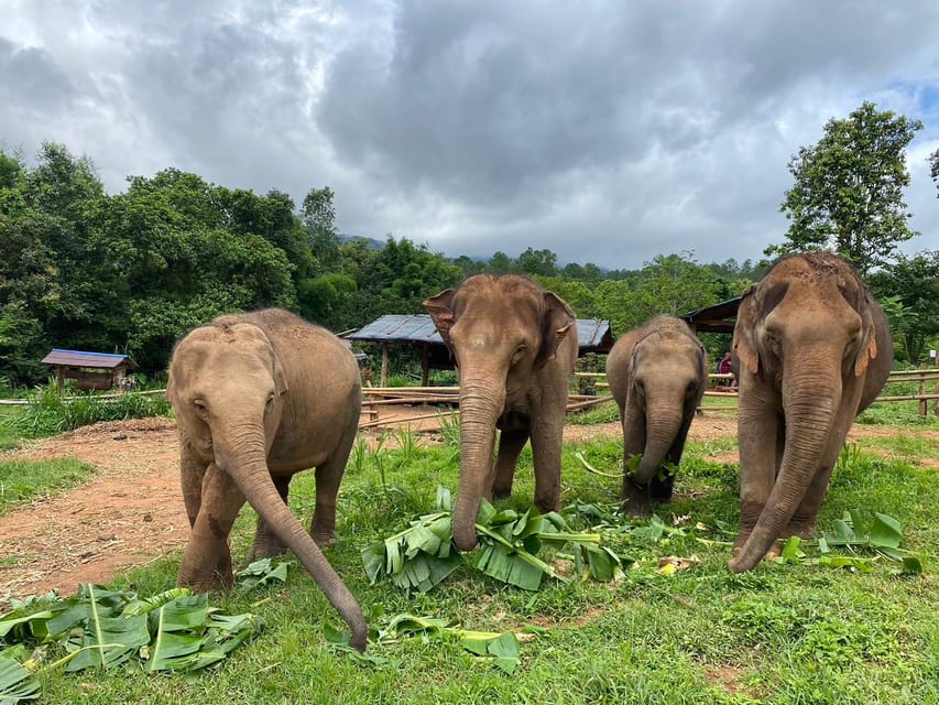 Chiang Mai: Elephant Dream Project Sanctuary - Half-Day - Meeting the team: JJ, Mr Dee, and a family-run mindset