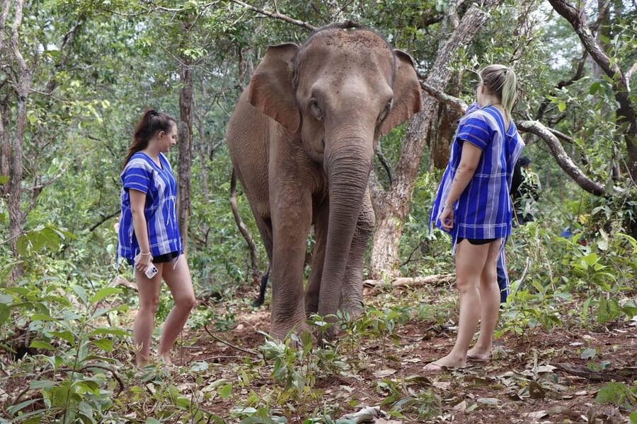 Chiang Mai: Elephant Dream Project Sanctuary - Half-Day - Feeding elephants and learning Asian elephant behavior the right way