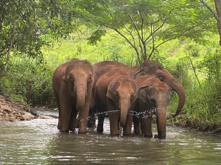 Chiang Mai: Elephant Dream Project Sanctuary - Half-Day - Lunch in the middle of the day: Thai food and seasonal fruits