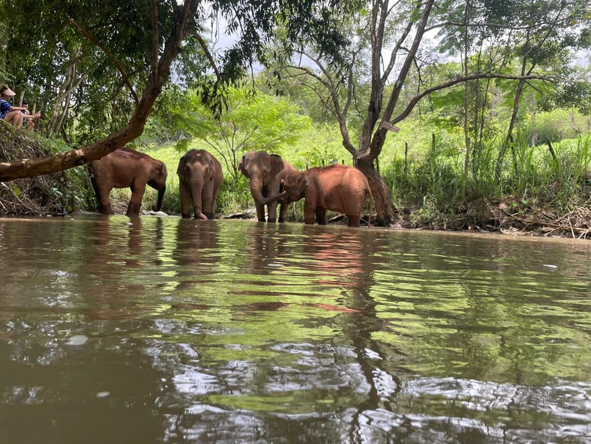 Chiang Mai: Elephant Dream Project Sanctuary - Half-Day - Timing and pacing: why the half-day format works