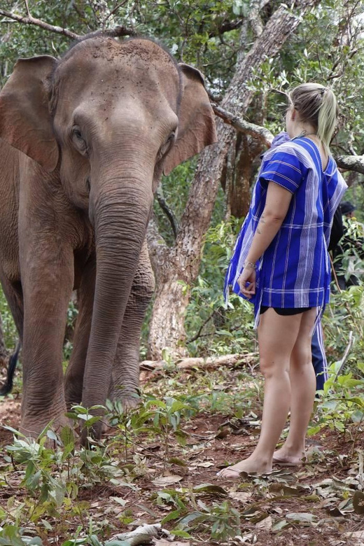 Chiang Mai: Elephant Dream Project Sanctuary - Half-Day - What to bring (and what you can skip)