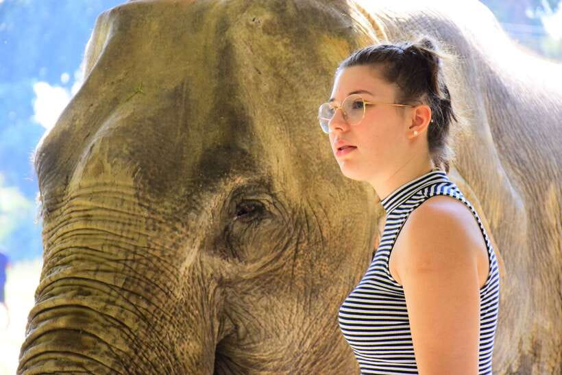 Chiang Mai: Elephant Feeding Experience - Quick hits if you’re deciding today