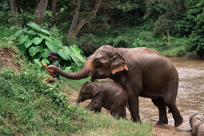 Chiang Mai Elephant Sanctuary, Bamboo Rafting and Waterfall Tour - Key highlights to know before you go