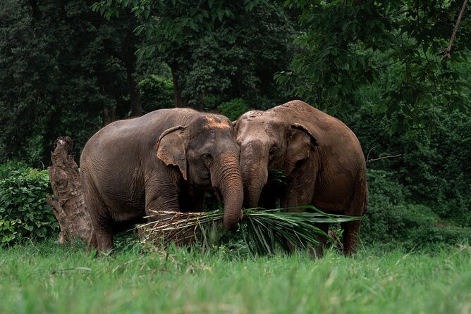Chiang Mai Elephant Sanctuary, Bamboo Rafting and Waterfall Tour - Getting to the day: Three Kings Monument pickup and an 8-hour plan