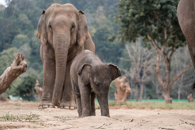 Chiang Mai Elephant Sanctuary, Bamboo Rafting and Waterfall Tour - Bamboo rafting: a scenic cooldown after the waterfall and elephants