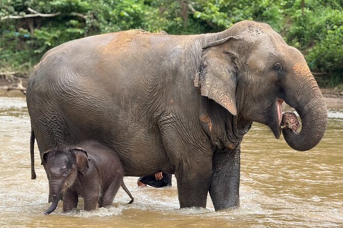 Chiang Mai Elephant Sanctuary, Bamboo Rafting and Waterfall Tour - Lunch and what is actually included for your money