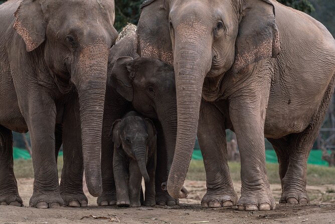 Chiang Mai Elephant Sanctuary, Bamboo Rafting and Waterfall Tour - How the guide and timing shape the experience