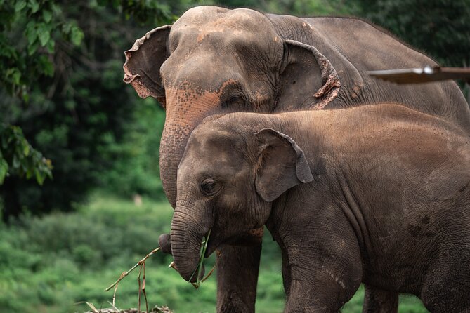 Chiang Mai Elephant Sanctuary, Bamboo Rafting and Waterfall Tour - Bua Tong Waterfalls: the barefoot sticky climb and why it is fun