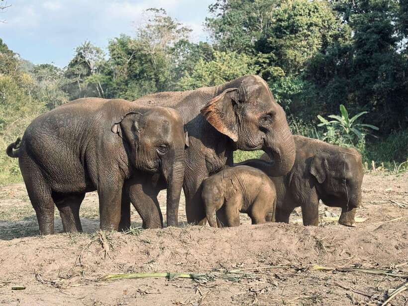 Chiang Mai: Elephant Sanctuary Feeding Program Half-Day Tour - Getting oriented: briefing, habitat basics, and behavior rules
