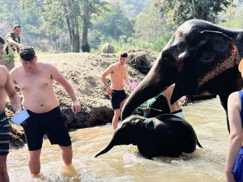 Chiang Mai: Elephant Sanctuary Feeding Program Half-Day Tour - River bathing and swimming: when the schedule follows the elephants
